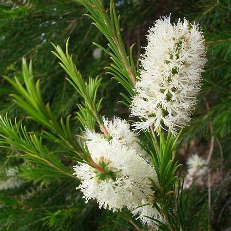 Tea Tree 20 Seeds Melaleuca Alternifolia Etsy