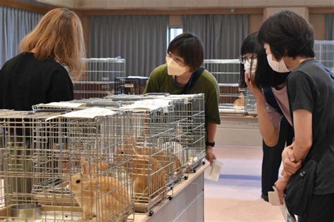 多頭飼育崩壊、ウサギの譲渡続々決まる「大切に育てたい」 動画 カナロコ By 神奈川新聞