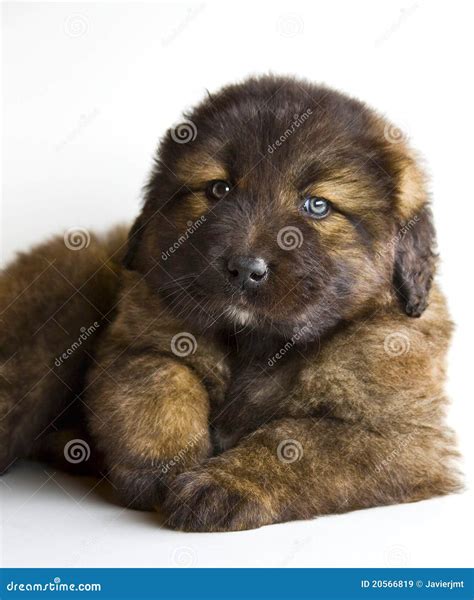 Caucasian mastiff puppy stock image. Image of speckled - 20566819