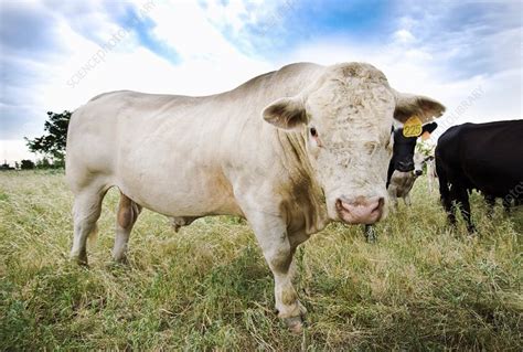 Charolais bull - Stock Image - C007/1141 - Science Photo Library