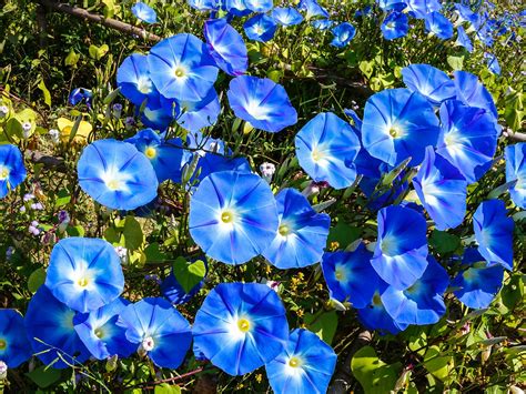 Descubre la Belleza de las Plantas con Flores Azules Pequeñas Llena