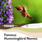 290+ Hummingbird Names Ideas [Creative, Funny & More]