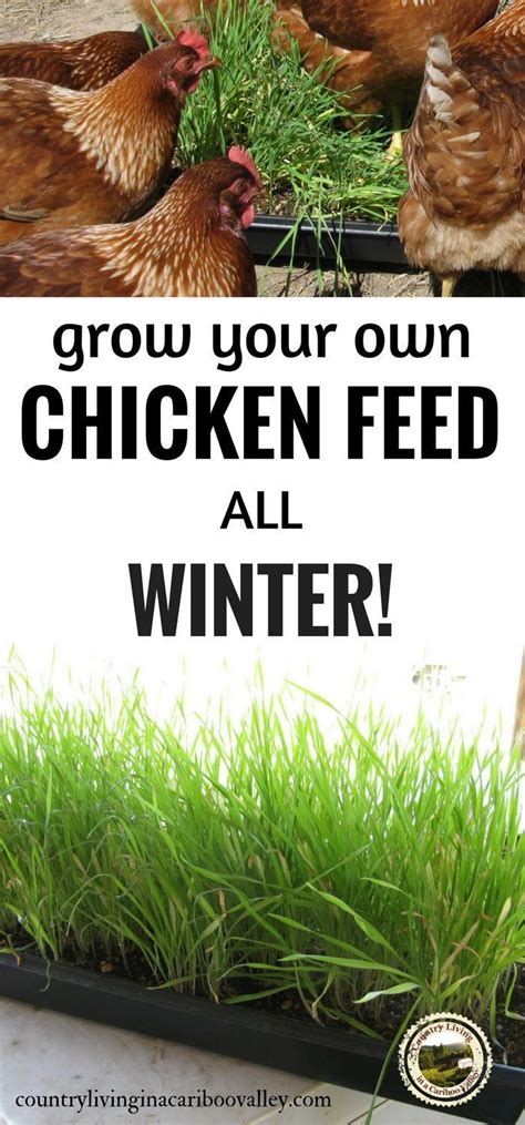 Grow Your Own Chicken Feed All Winter Long Using Fodder Chicken Farm