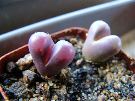 Lithops Optica Var Rubra Sown Entireleaves Flickr