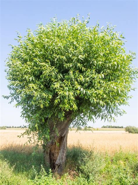 Goat Willow Hedging Plants Salix Caprea Harrod Outdoors