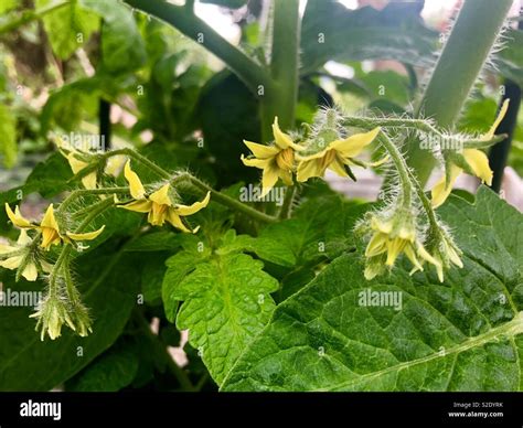 Tomato plant in flower Stock Photo - Alamy