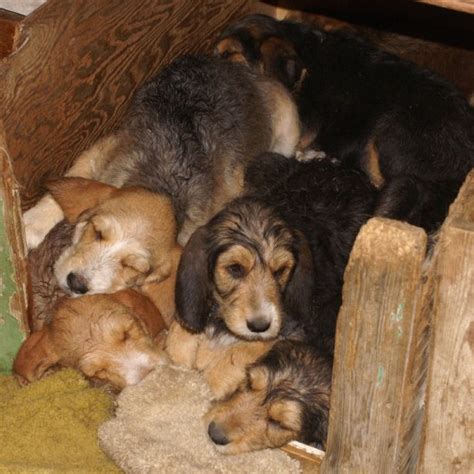 C Litter 2012 Otterhound Puppies - Hunter Hounds Otterhounds