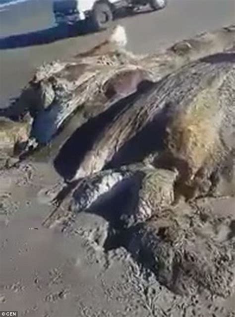 Half Buried Whale Corpses Found On A Russian Beach Daily Mail Online