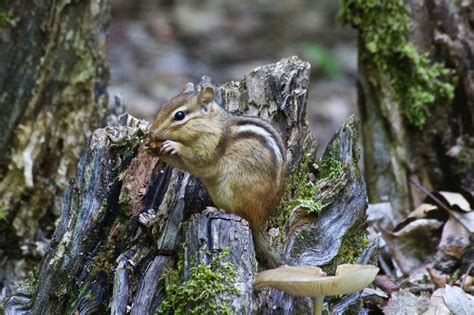 How do chipmunks prepare for and live through winter?