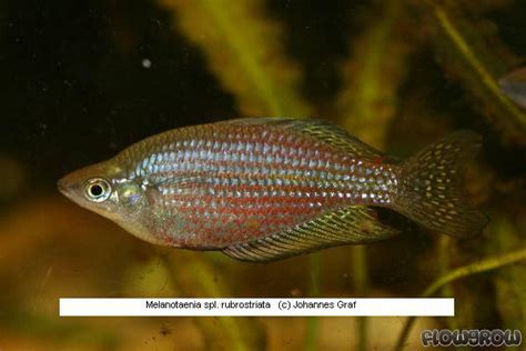 Melanotaenia Splendida Rubrostriata Flowgrow Fisch Datenbank