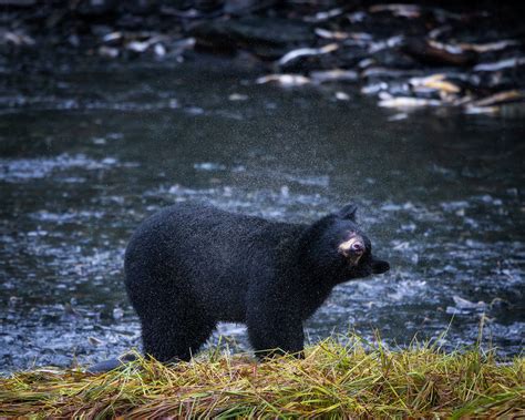 Alaska Wildlife from a Landscape Photographer's Perspective — Sarah Marino & Ron Coscorrosa ...