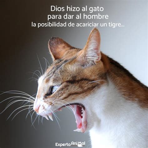 Frases De Gatos ¡más De 60 Ideas Para Inspirarte