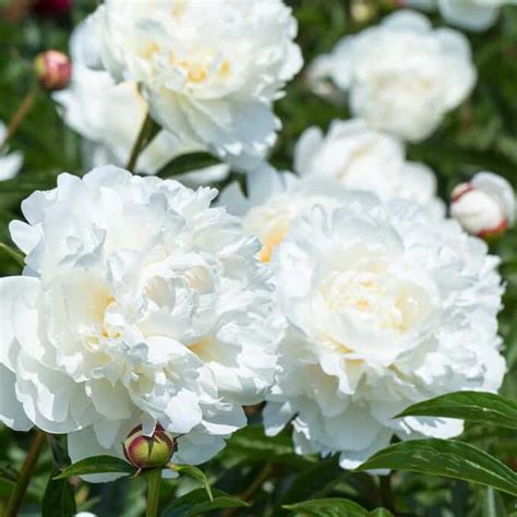 Купить Пион травянистый Kelways Glorious - Пион - GardenPlants