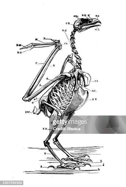 skeletal raptor stock  high res pictures  images getty