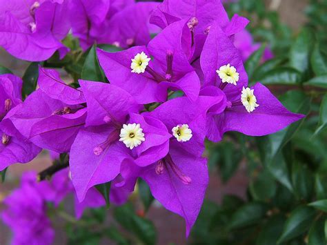 Фиолетовые Домашние Цветы Фото С Названиями — Картинки фотографии