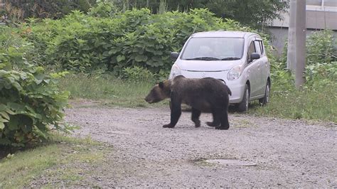 【htbニュース】相次ぐクマ出没に市が墓参り自粛要請 札幌市南区 Youtube