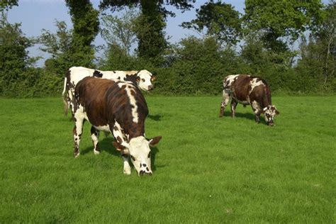 En Normandie le bœuf traditionnel décroche son signe de qualité