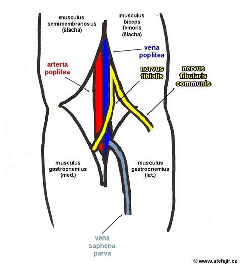 Fossa poplitea Medicína nemoci studium na 1 LF UK