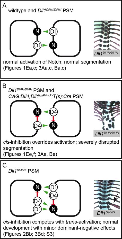 Model Of Notch Signalling In The Psm Triggered By Dll And Ectopic