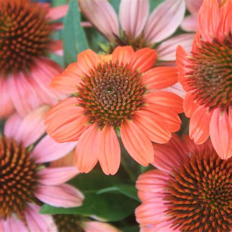 Echinacea Hot Coral Coneflower From Sandy S Plants