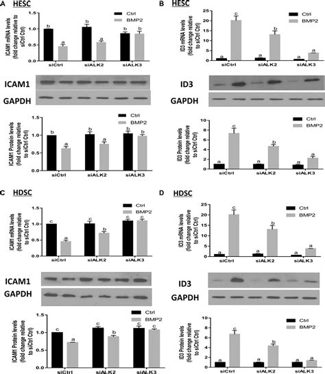 Frontiers Id Mediates Bmp Induced Downregulation Of Icam