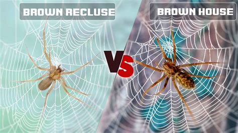 Brown Recluse Vs Brown House Spider What Are Differences