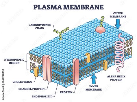 Cell Membrane Drawing Labeled Hot Sex Picture