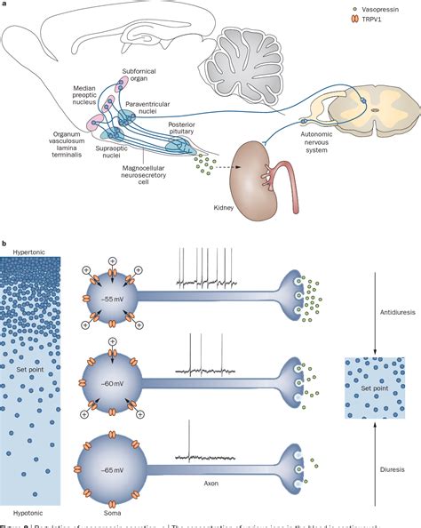 [pdf] Pathophysiology Diagnosis And Management Of Nephrogenic Diabetes Insipidus Semantic Scholar