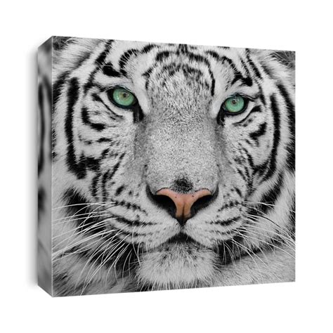 White Tiger Canvas Print | CanvasWorld