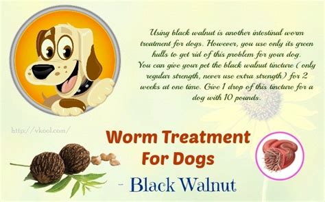 10 Tips For Natural Intestinal Worm Treatment For Dogs