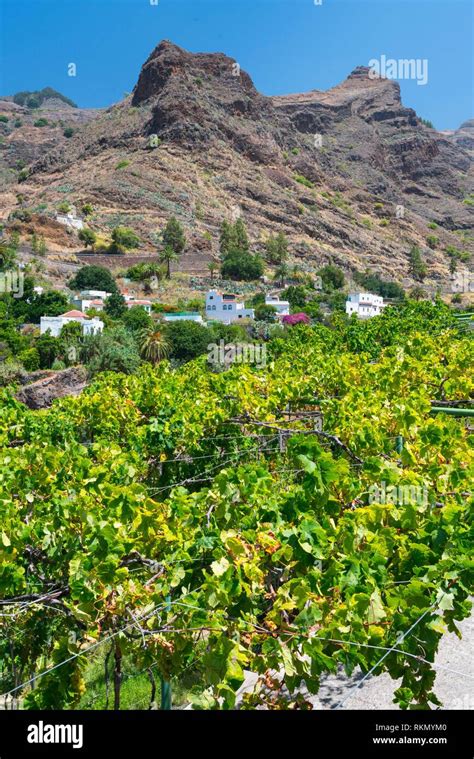 Vineyard Finca La Laja Los Berrazales Agaete Valley Gran Canaria