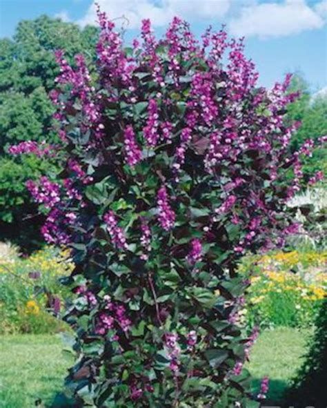 Hyacinth Beans Dolichos Lablab Flower Seeds Etsy