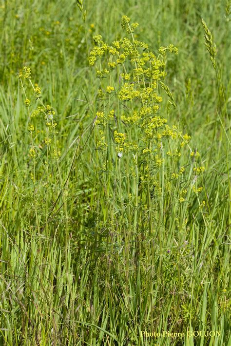 Identification assistée par ordinateur IAO Gaillet vrai Galium