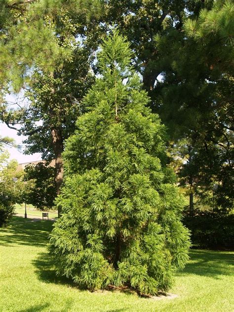 Japanese Cedar Cryptomeria Facts Distribution Cultivars