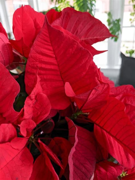 My poinsettia care guide & tips for keeping your plants healthy