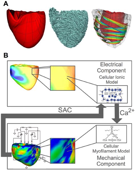 MRI Based Electromechanical Model Of The Human Ventricles A The