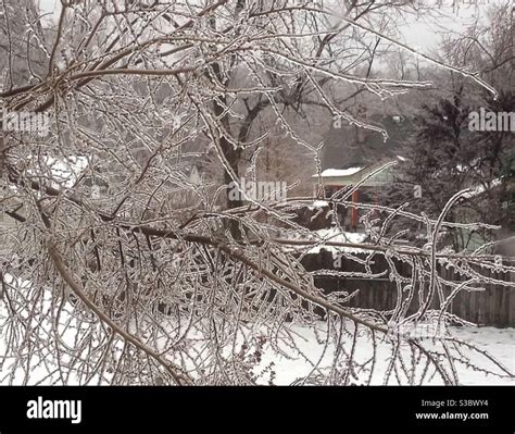 Ice storm on trees Stock Photo - Alamy