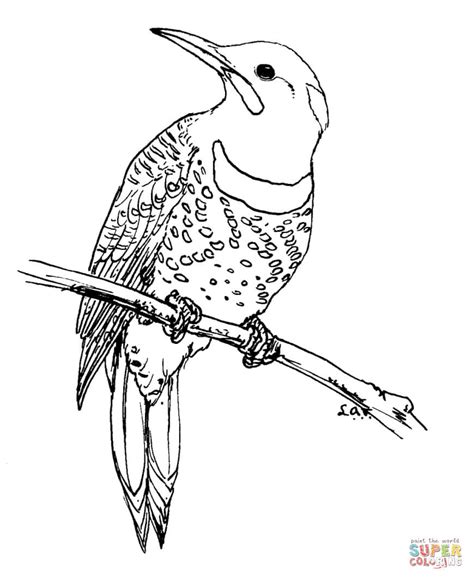 Northern Flicker Coloring Page Free Printable Coloring Pages