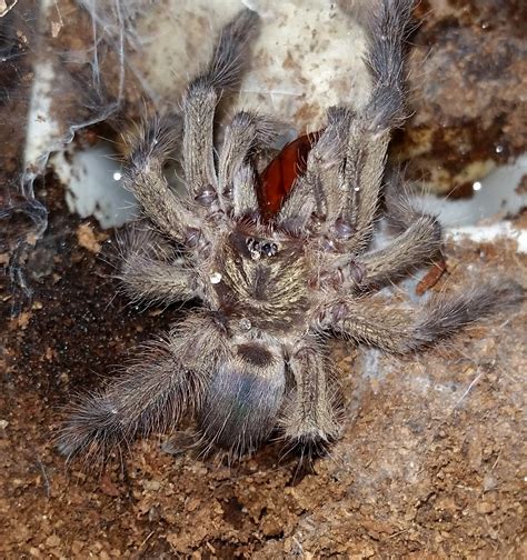 Tapinauchenius Cupreus 2” Female Violet Tree Spider