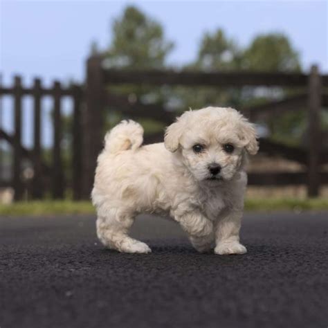 Golden Retriever Poodle Mix Puppy