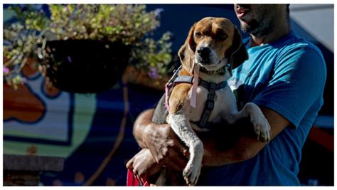 Mii De C Ini Din Rasa Beagle Au Fost Salva I Dintr O Pepinier Nainte