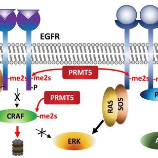 Prmt Methylation Of Transcription Factors Prmt Methylation Of Select