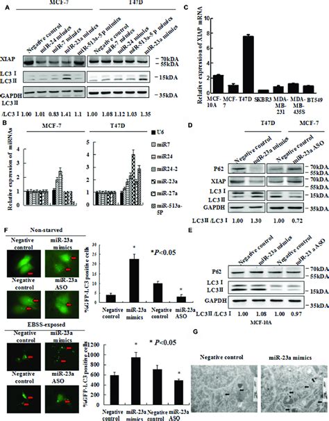 Forced Expression Of Mir 23a Induces Autophagic Activity A Mcf 7 And