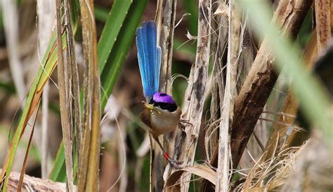 Scientists Call On Public To Count Fairy Wrens Australian Geographic