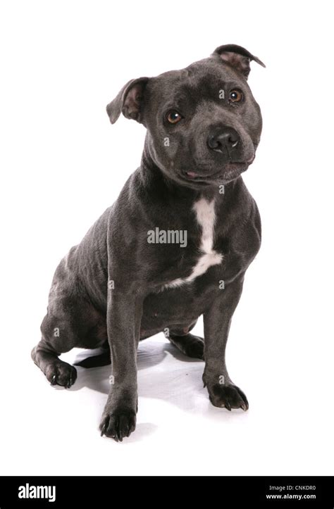 Domestic Dog Staffordshire Bull Terrier Adult Sitting Stock Photo