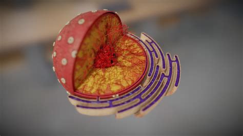 Nucleus - Cell Organelles - 3D model by Vida Systems (@objects1) [7e01bff] - Sketchfab