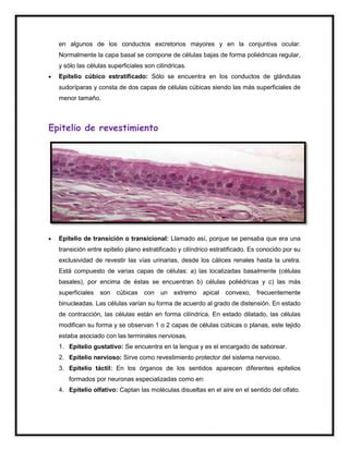 Tejido Epitelial Pdf