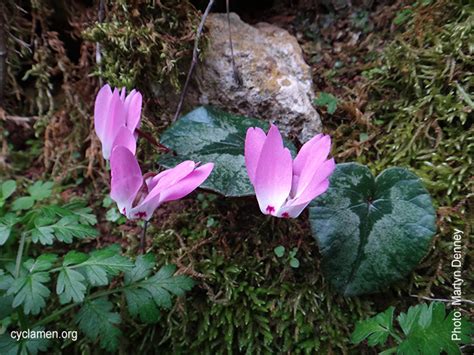 Cyclamen For The Garden And Greenhouse A Gardeners Guide Cyclamen