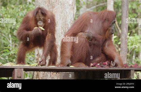 Borneo Orangutan Mother And Baby Stock Videos Footage Hd And K