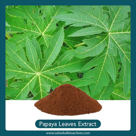 Manufacturer Of Carica Papaya Extract Papaya Leaf Extract